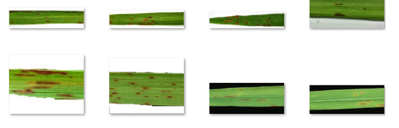 Plant leaf disease detection with Amazon Rekognition Custom Labels