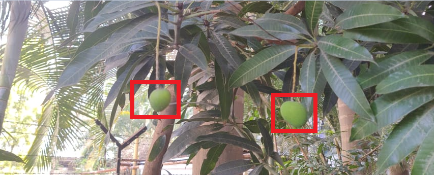 Use computer vision to measure agriculture yield with Amazon Rekognition Custom Labels